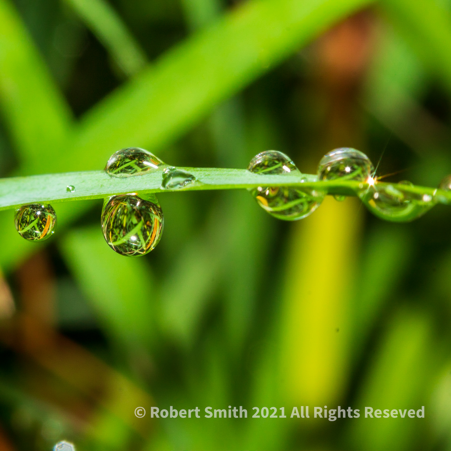 Raindrops, Reflections and Sunshine