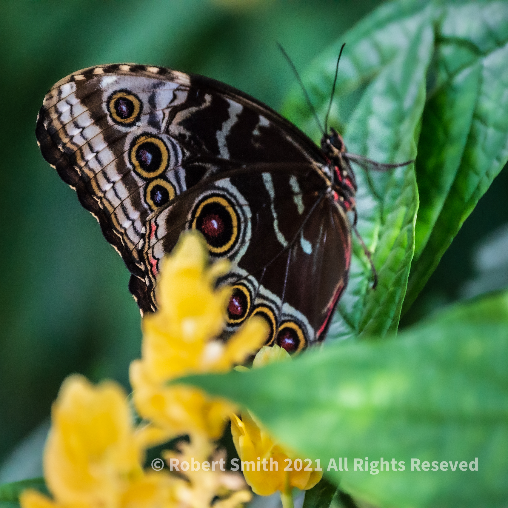 Bright Spots on Bold Wings