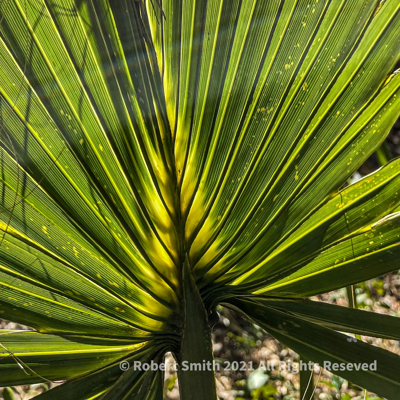Bright Palmetto