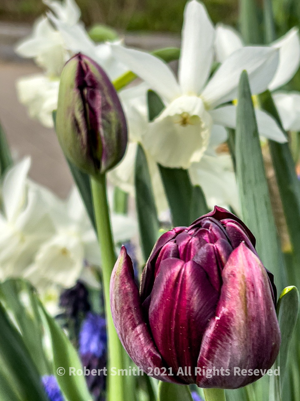 Tuesday Tulips: Opening