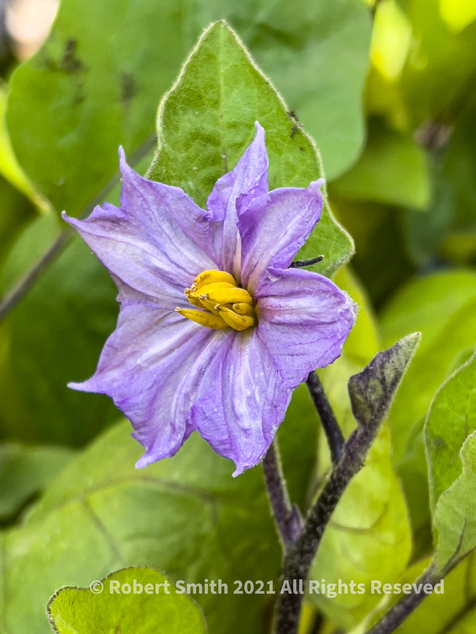 Friday Flowers: Bloom of an EggPlant