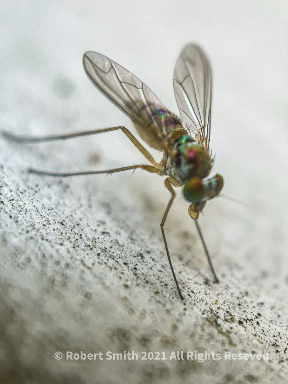 The Moment Macro: Scaipus or Fly