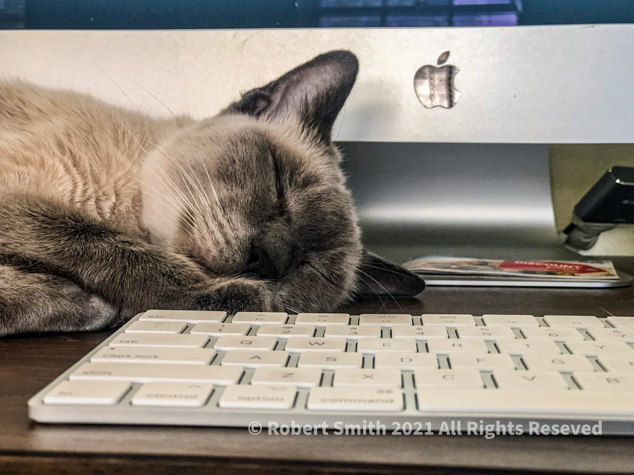 Tails of the Kitty: Of Cats and Keyboards
