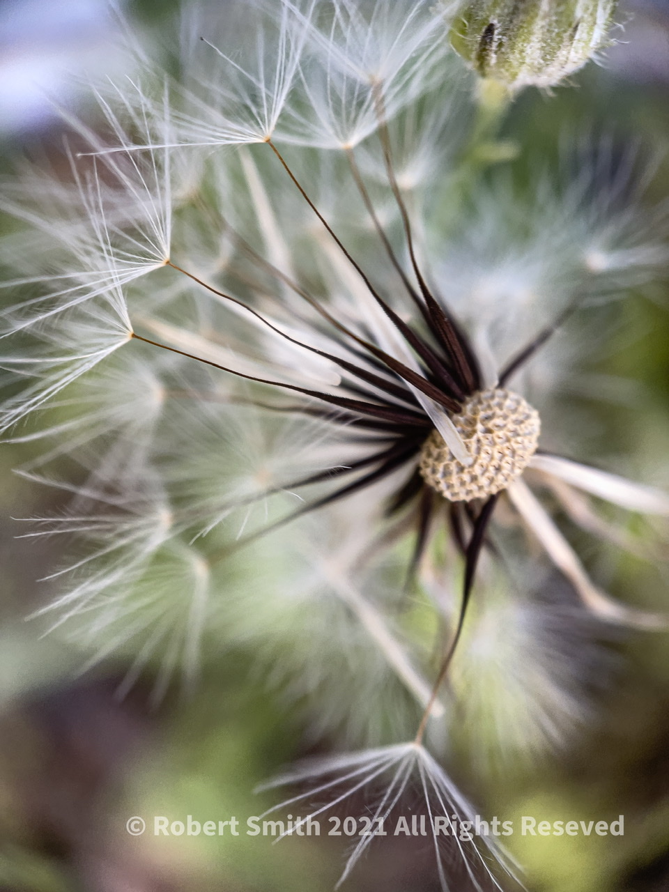 The Moment Macro: Catch the Breeze