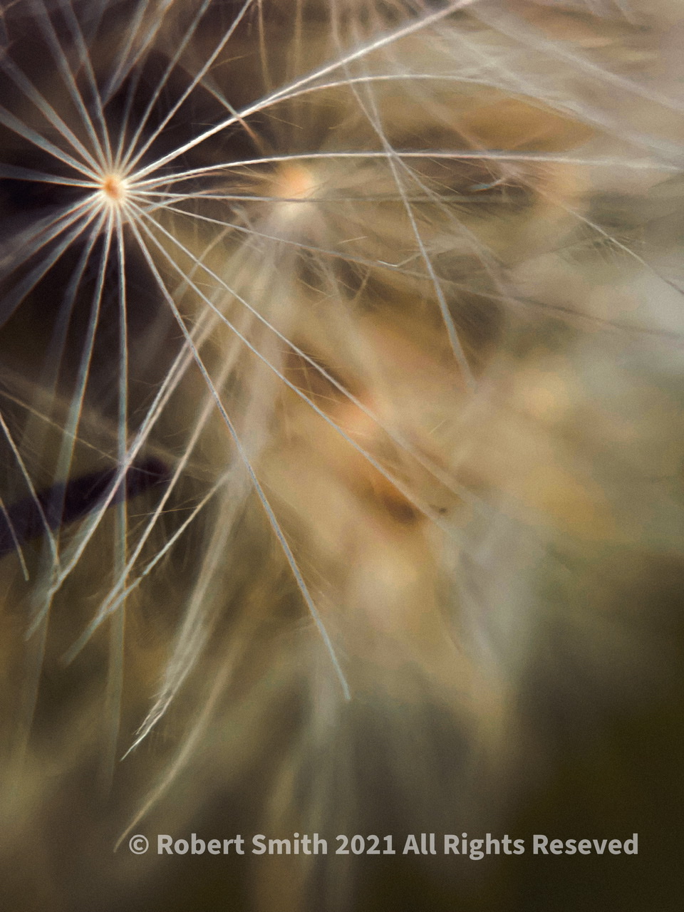 The Moment Macro: Dandelion I Am
