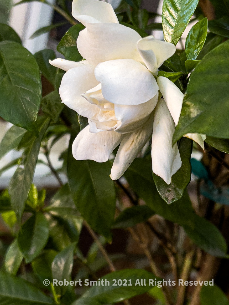Friday Flowers: Gardenia First Bloom
