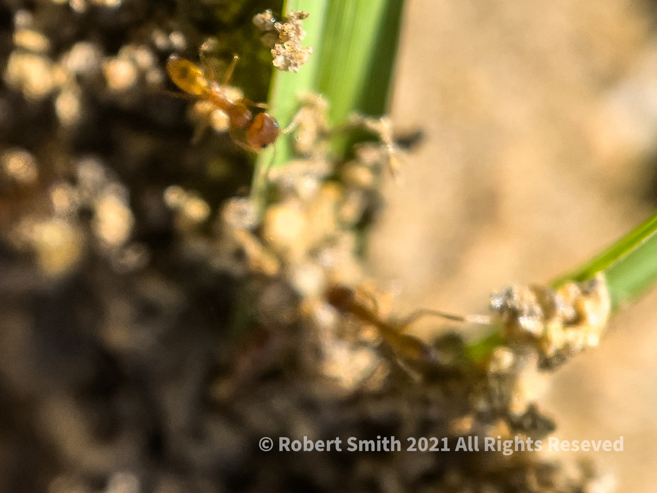 The Moment Macro: Ants at Work