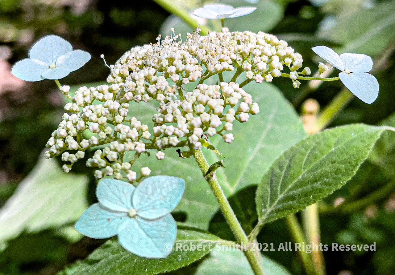 Hydrangeas along a Path