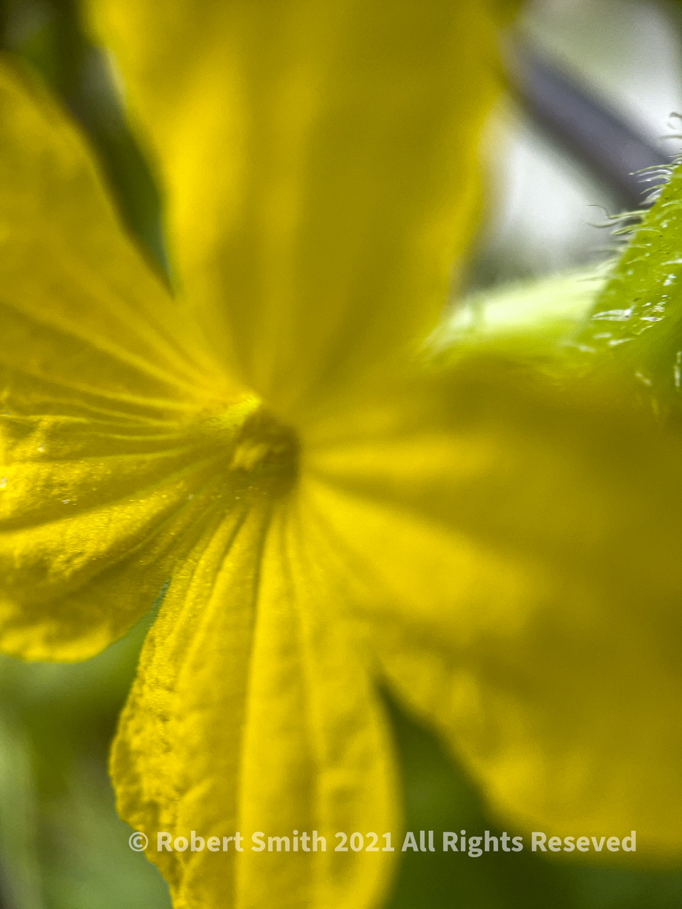 The Moment Macro: Floral Friday