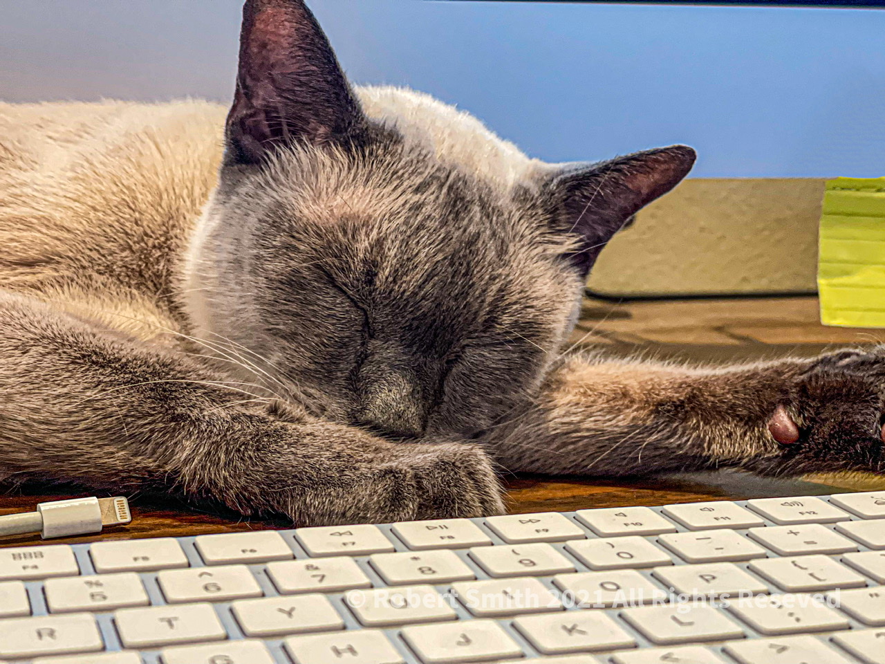 Desktop Kitty: Keyboard Kitty