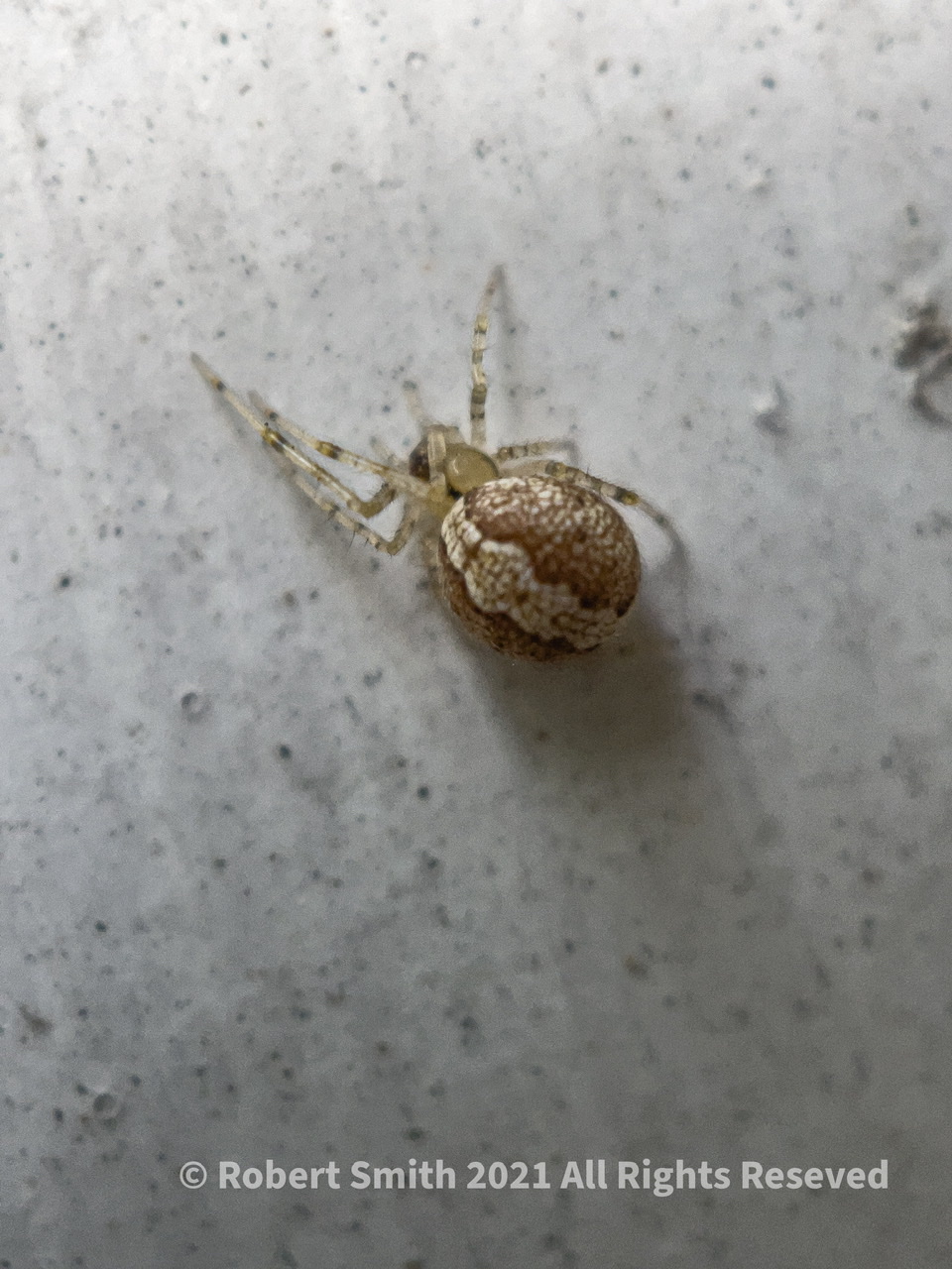 The Moment Macro: Tangle-Web Spider