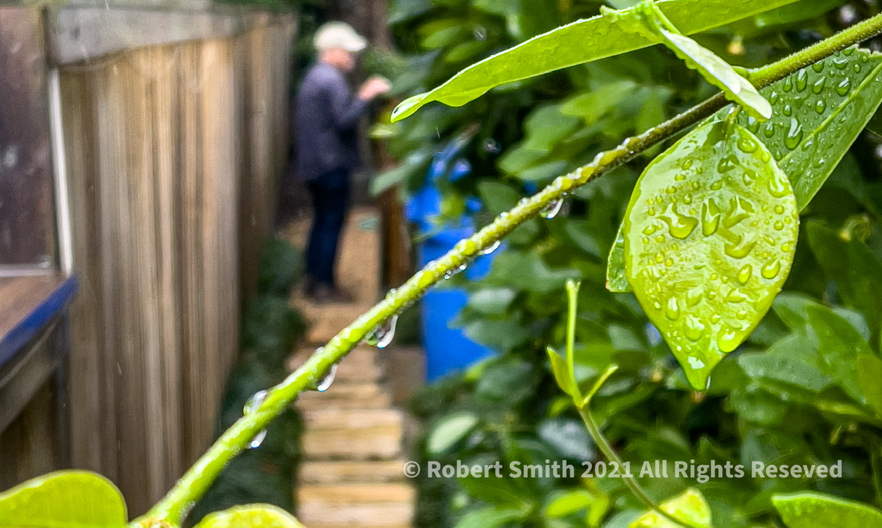 Sunday Snap Jun 20, 2021: Did It Rain Last Night?