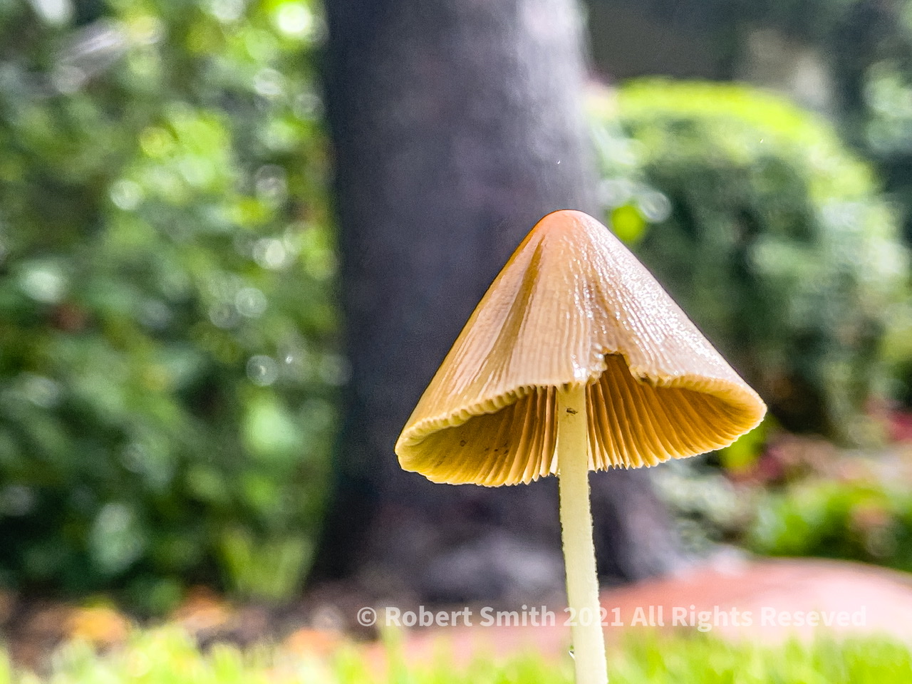 Toadstool Tuesday: Atlanta Toadstool