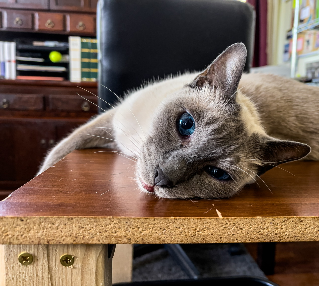 Desktop Kitty: Cat Eyes, Blue Eyes