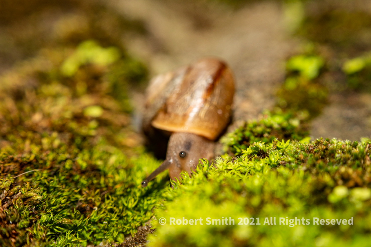 The Macro World: Moss, Snail on Steps #2