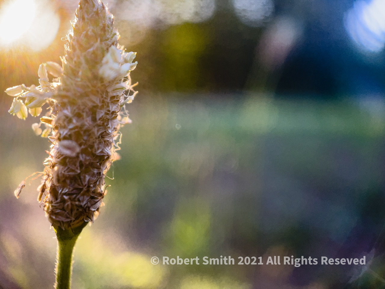 The Moment Macro: At Sunset