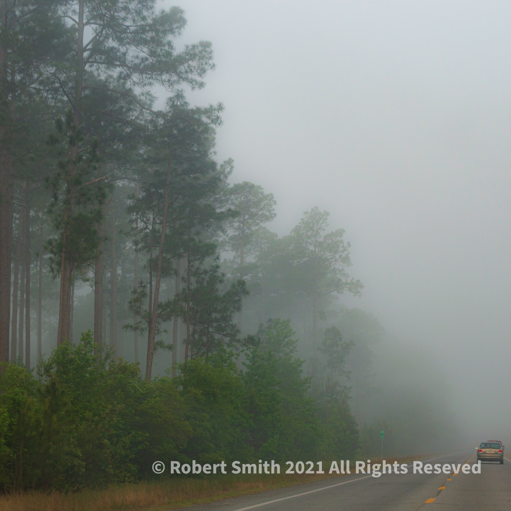 The Trees through Morning Fog