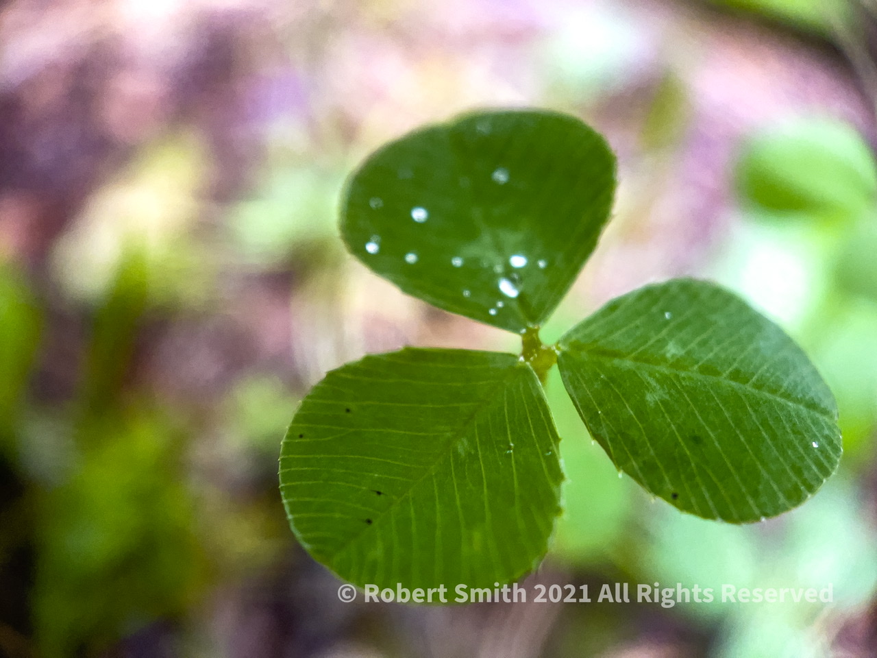 The Moment Macro: Standing Over a Clover
