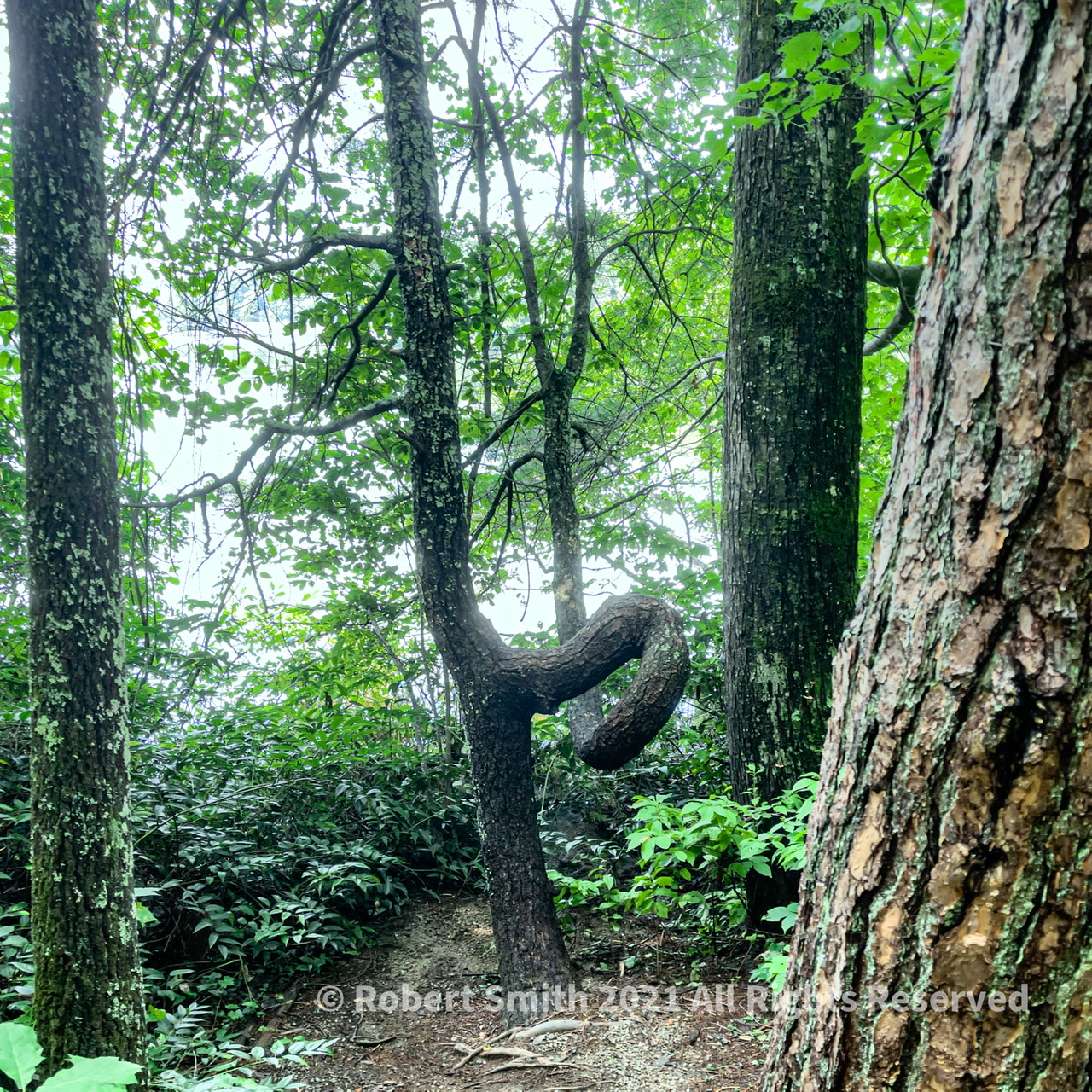 Tree with a Curve at Unicoi State Park