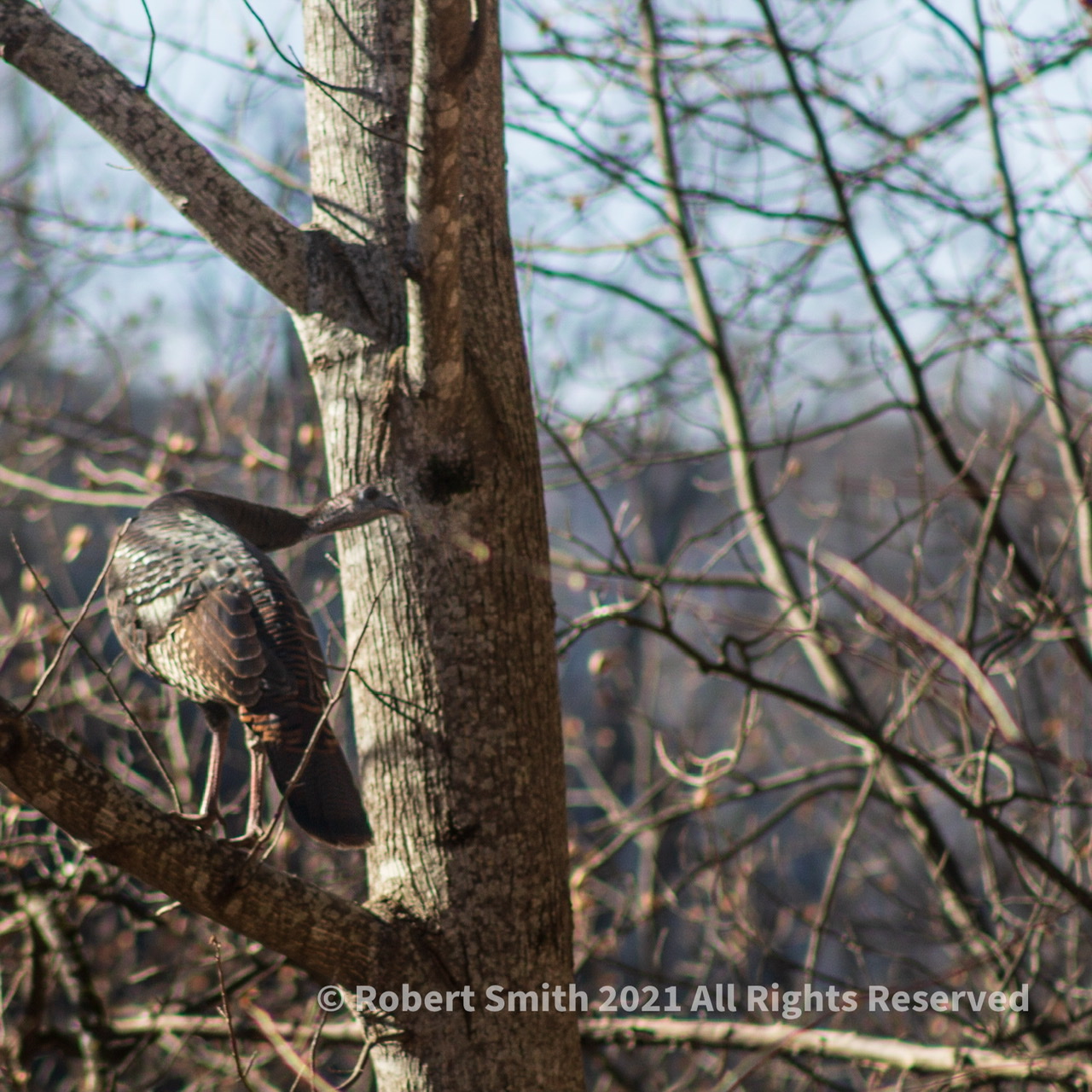 Wild Turkeys in Birch Trees