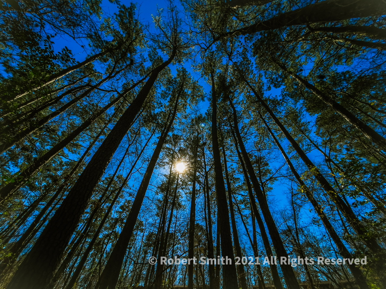 Sunday Stills: Look Up, The Mighty Longleaf