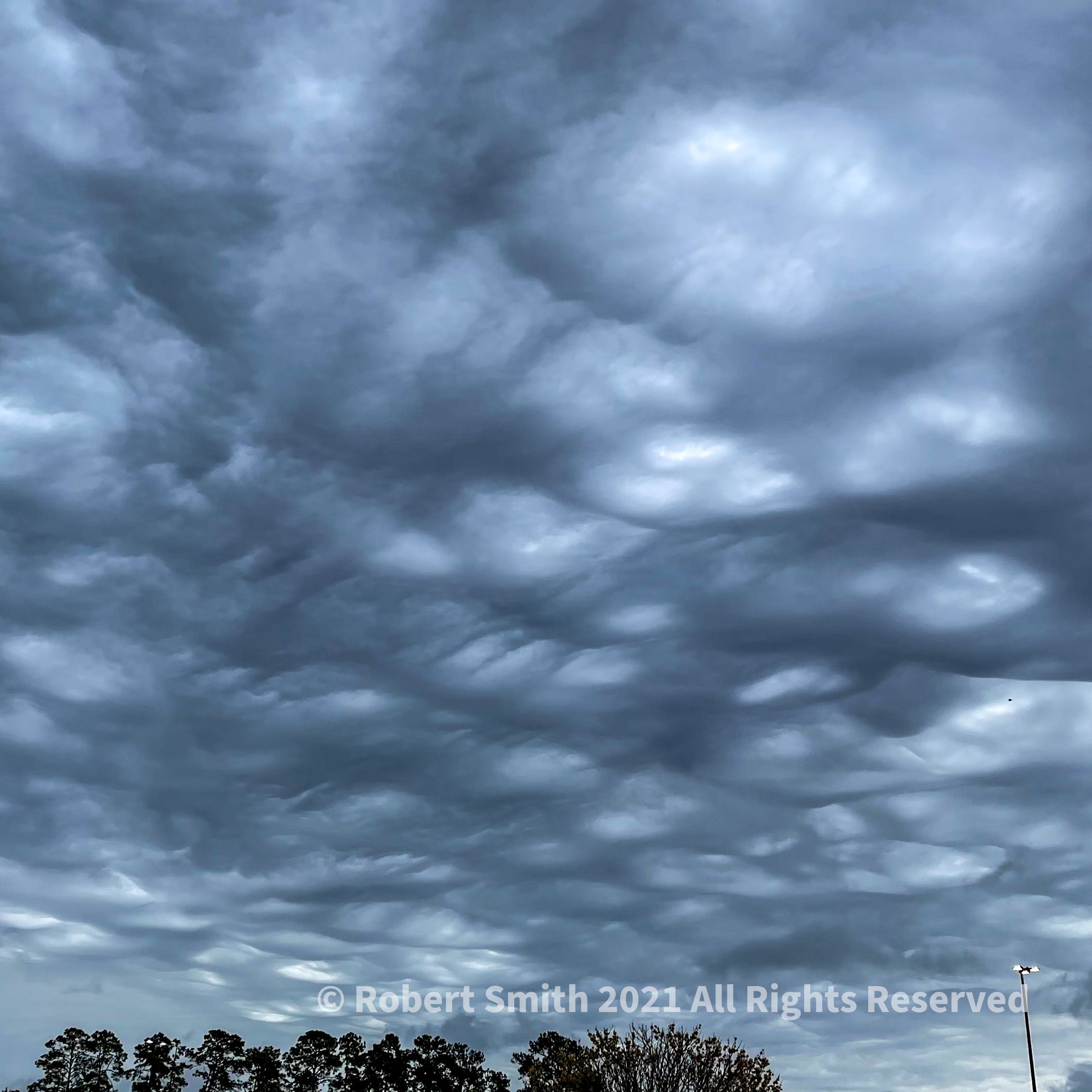 Storm over Trees?