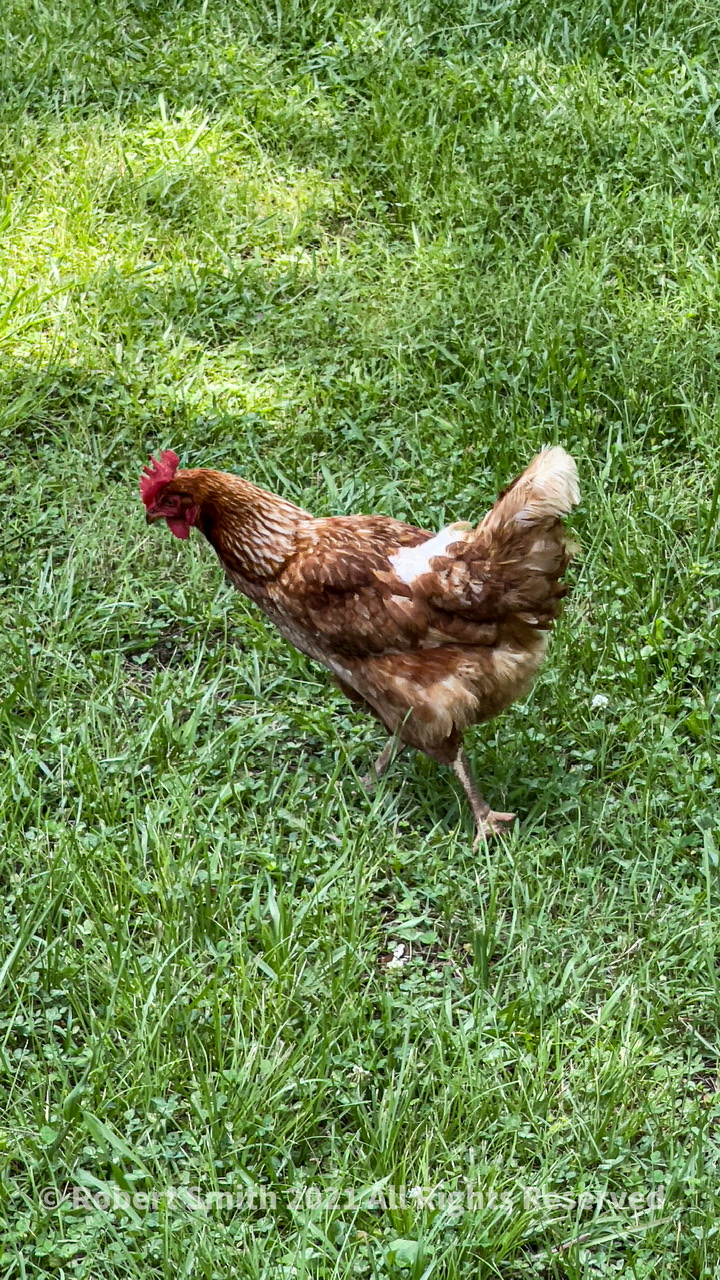 Sunday Snap Jul 25, 2021: Where Roosters can Roam