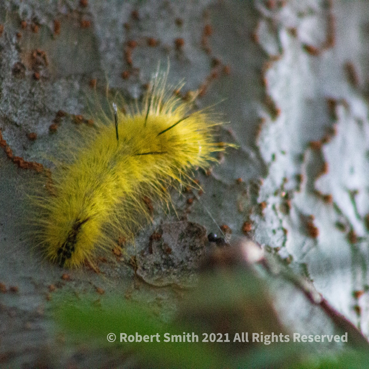 Caterpillar vs Tree