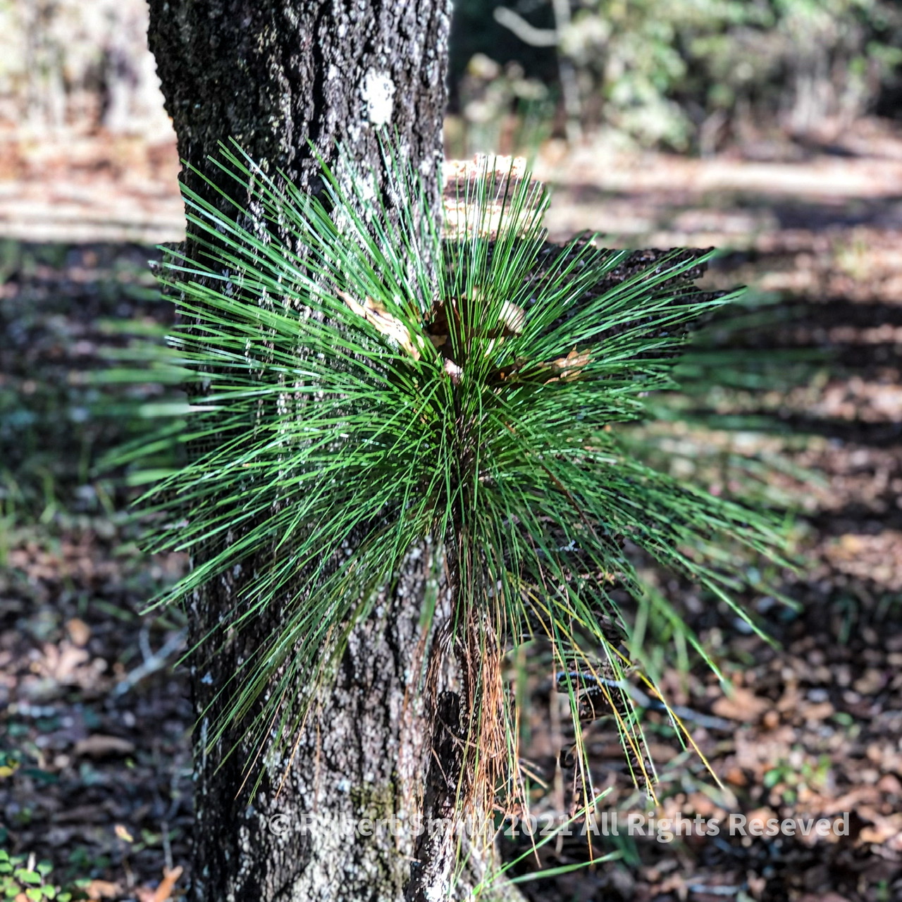 Young LongLeaf Pine at Hitchcock Woods