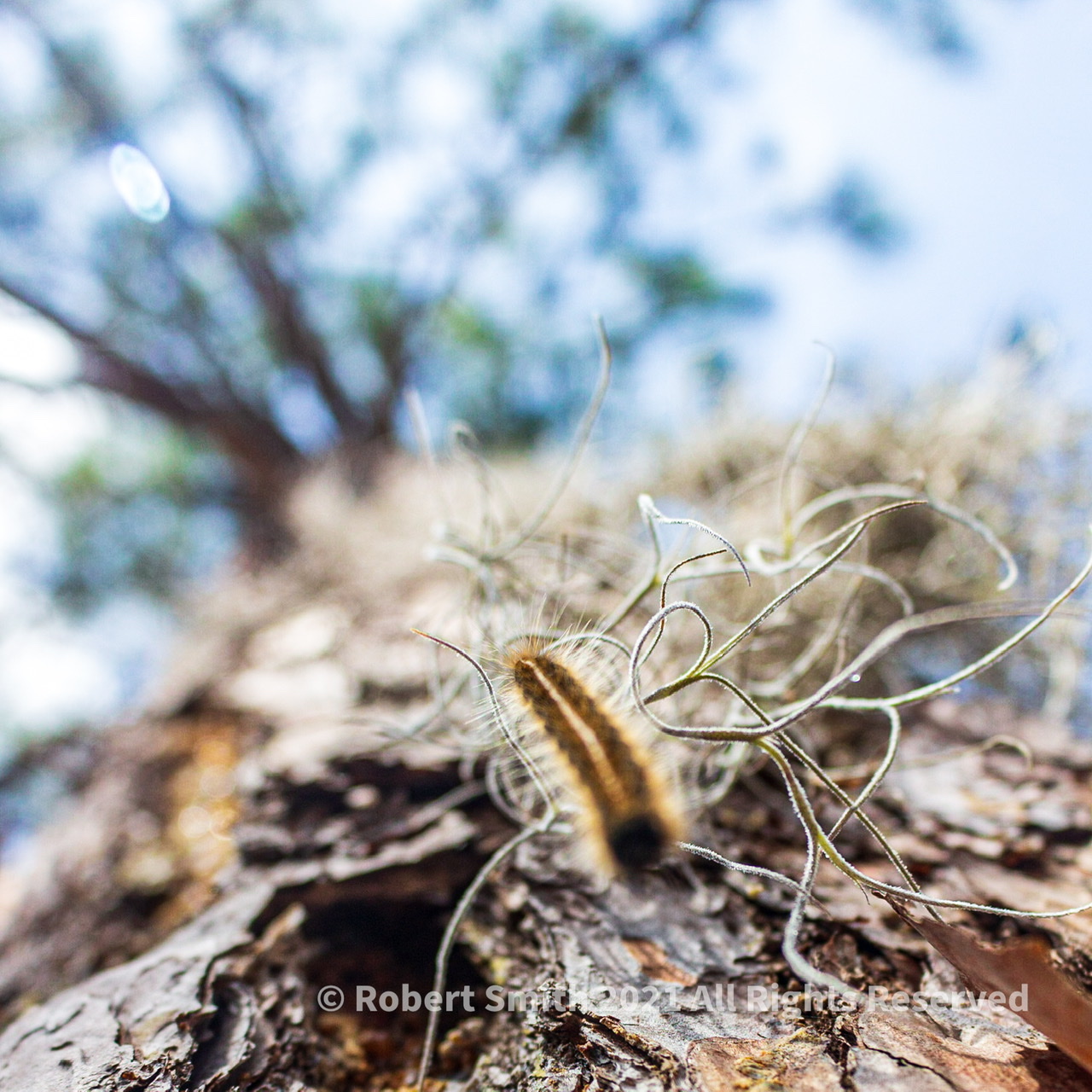 The Caterpillar, The Moss and The Tree