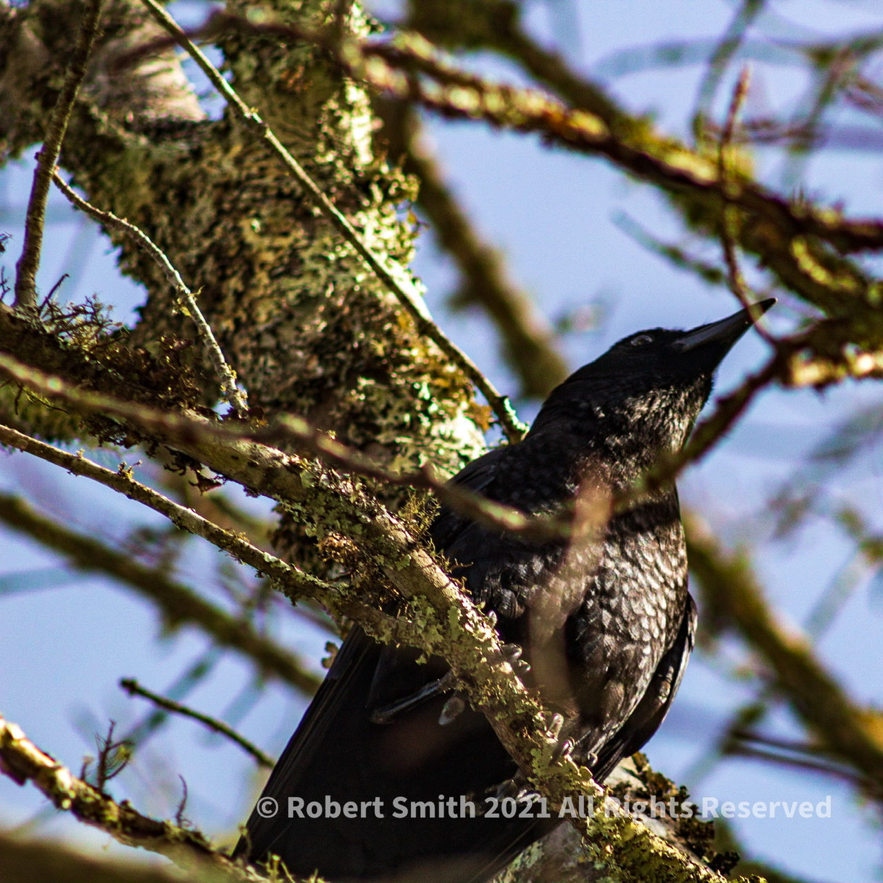 Black Crow at Newfound Gap