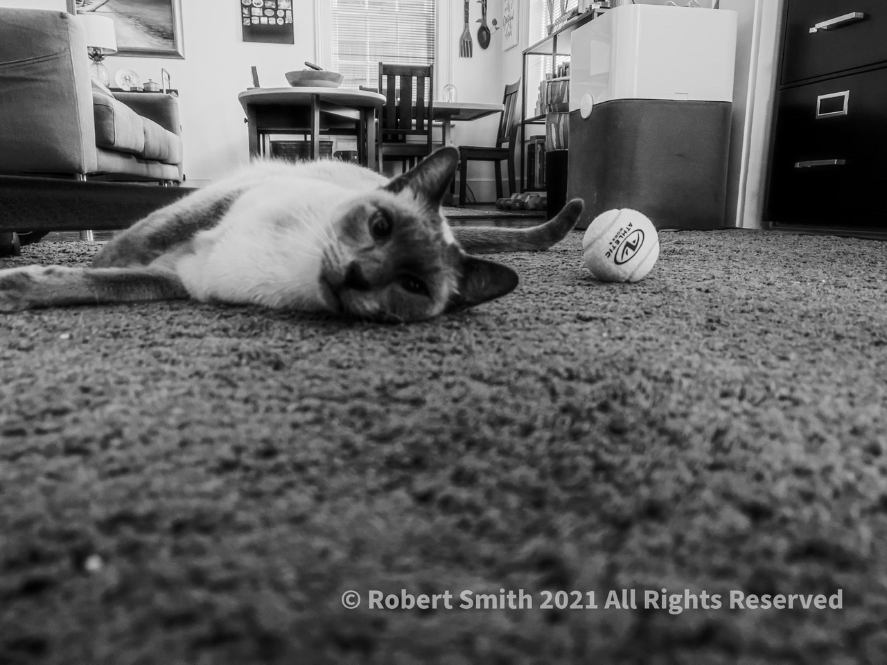 Cats in Monochrome #5