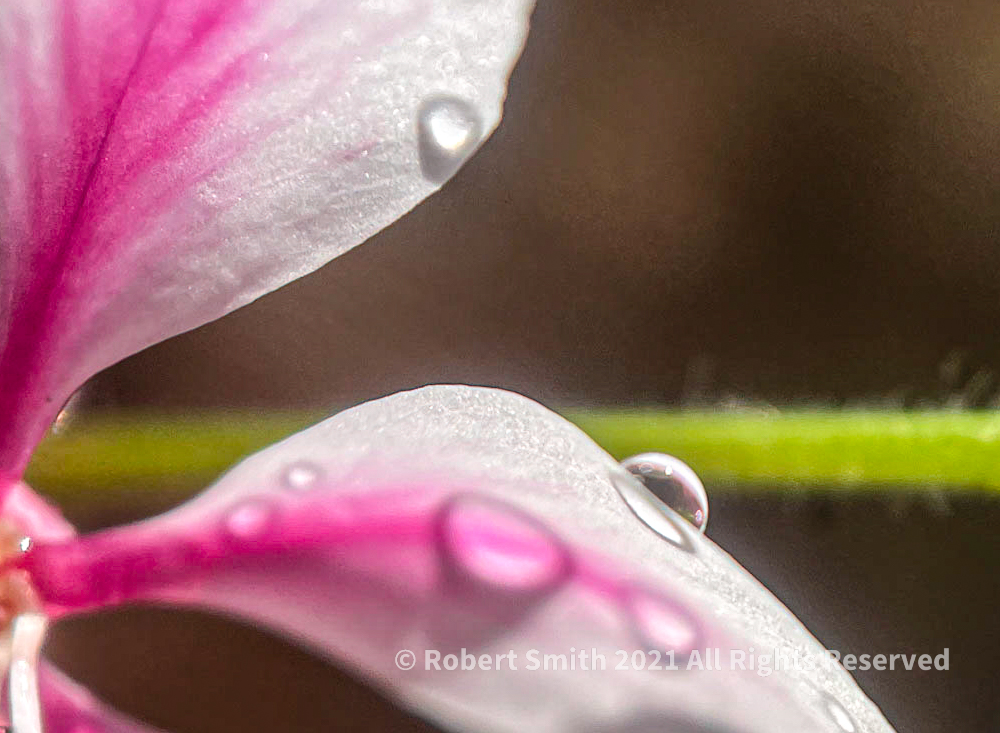 The Moment Macro: Raindrops on Lindheimer’s Clockweed