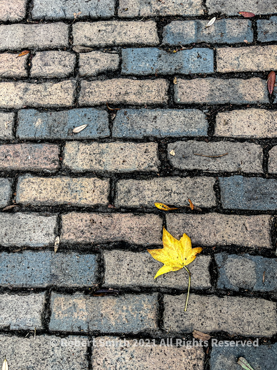 Sunday Snap Aug 8, 2021: Bright Leaf on Brick