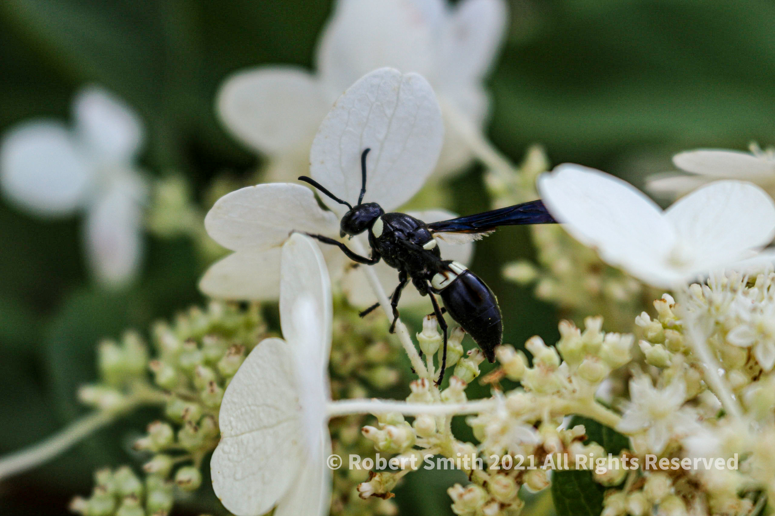 The Wasp on Petals