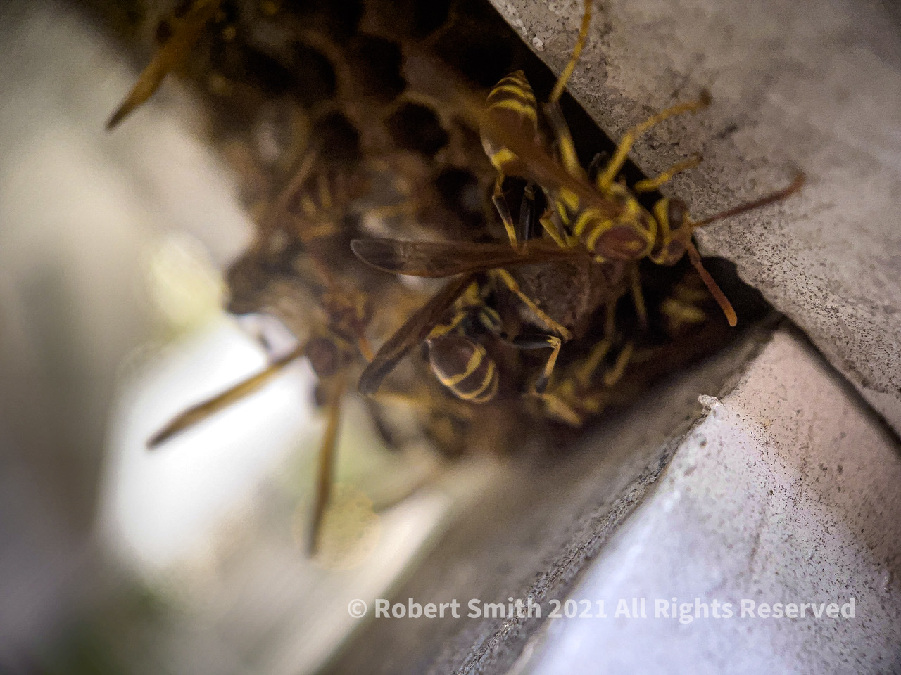 The Moment Macro: Wasp Family