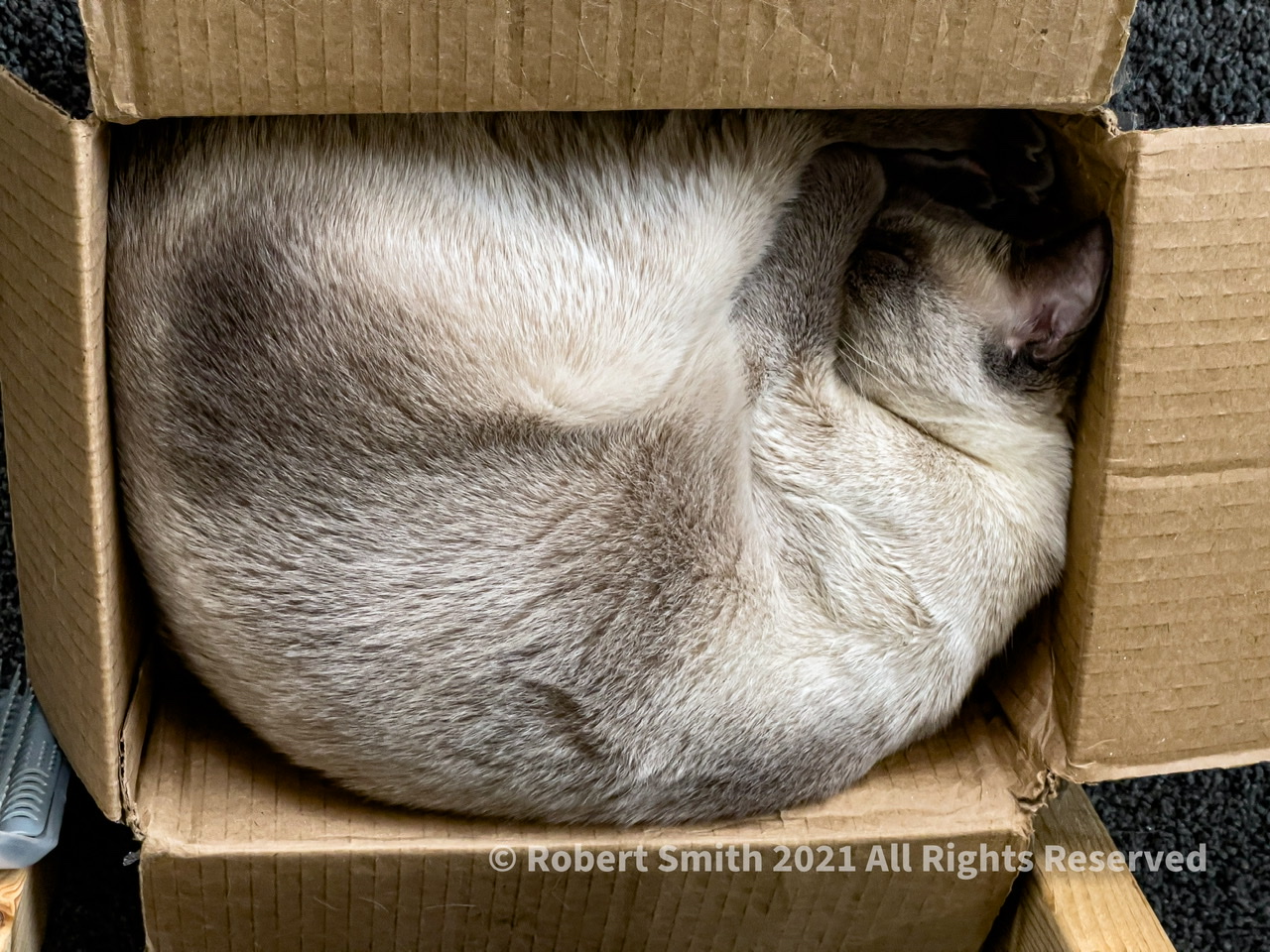 Tails of the Kitty: The Cat in the Box not The Cat in the Hat