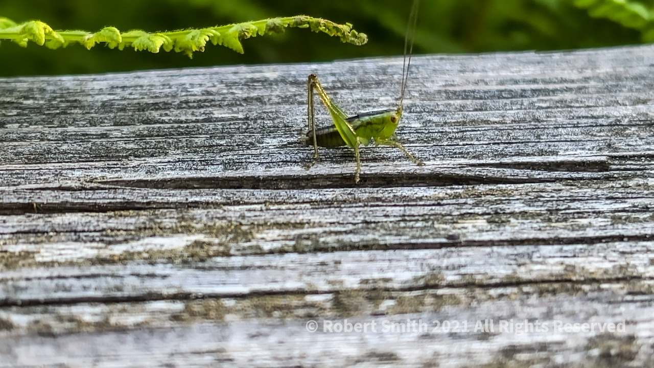 Weathered Deck – Green Grasshopper and Fern