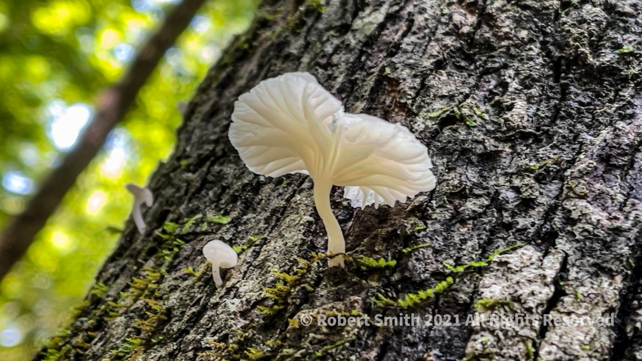 Friday Fungi: On a Tree by the Lake