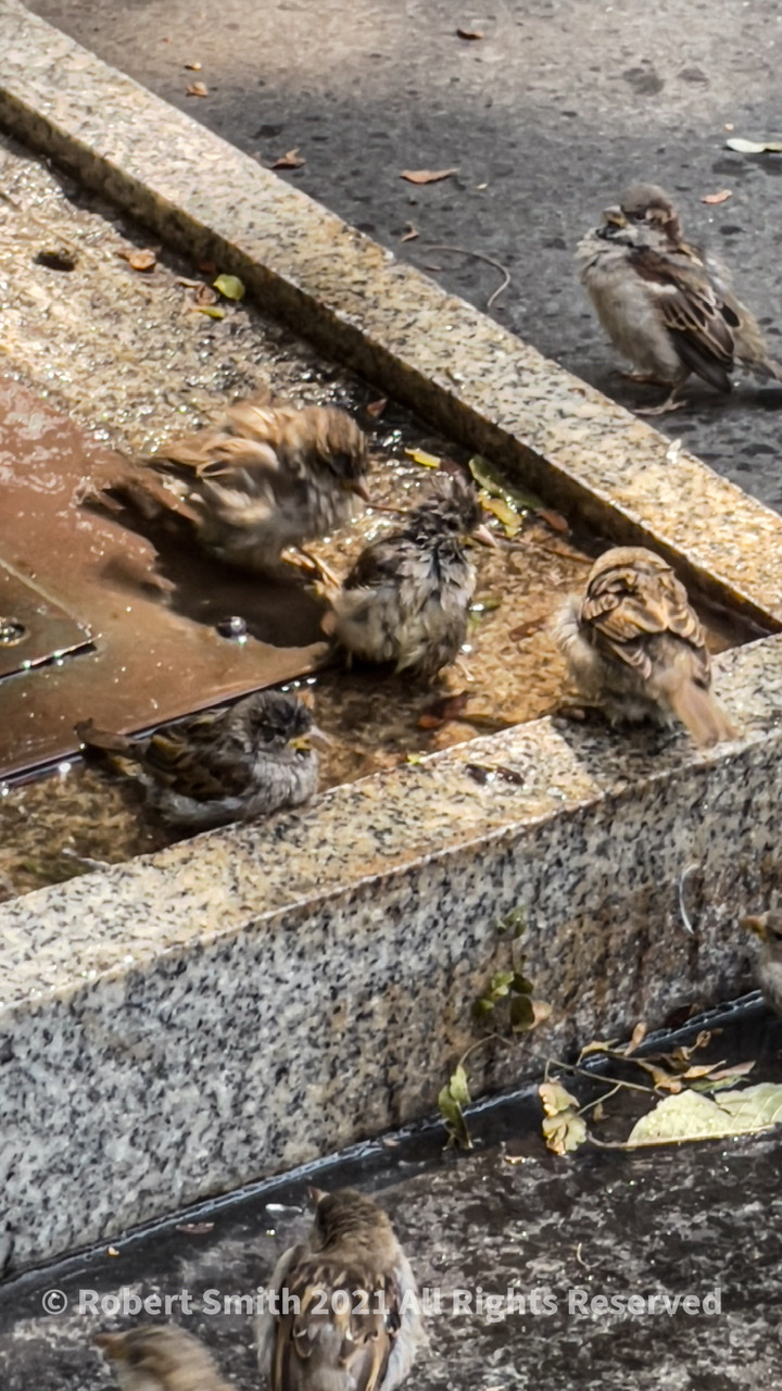 Bathing in Washington Square