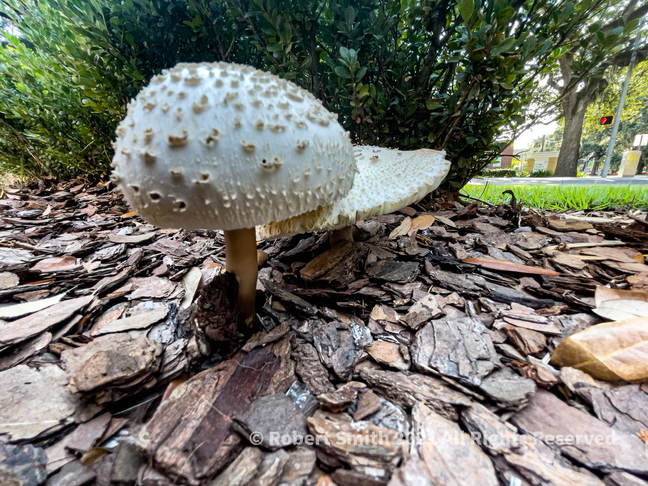 Toadstool Tuesday: Breaking Ground at a Bodega