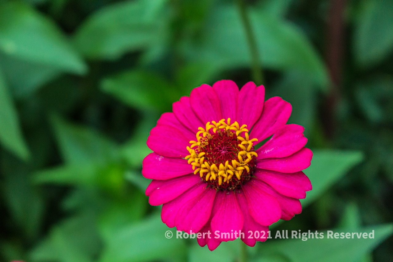 Friday Flowers: Zinnias in Jim Thorpe