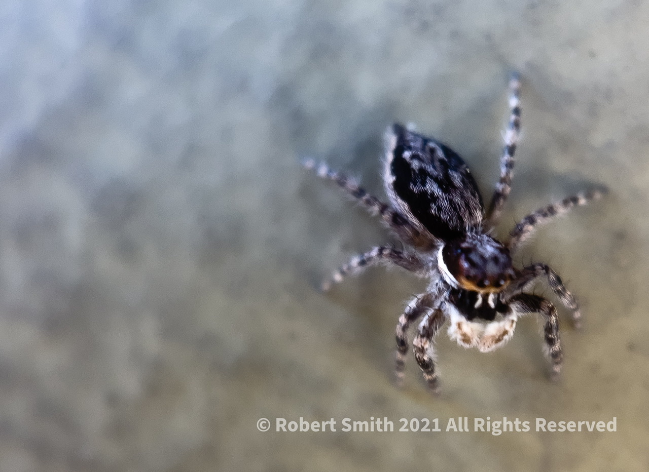 The Moment Macro: Gray Wall Jumper