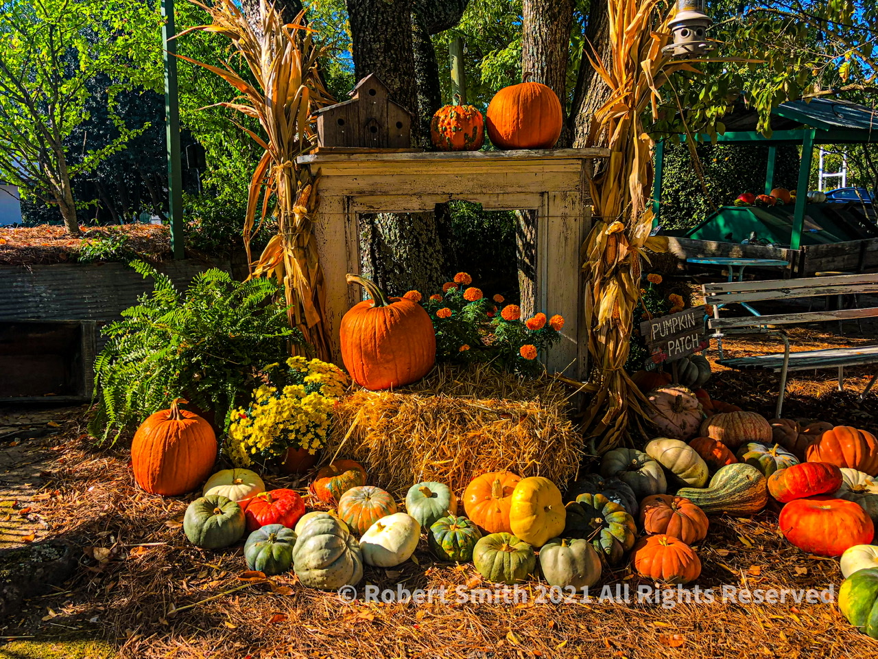 Wordless Wednesday: Autumn in Vinings
