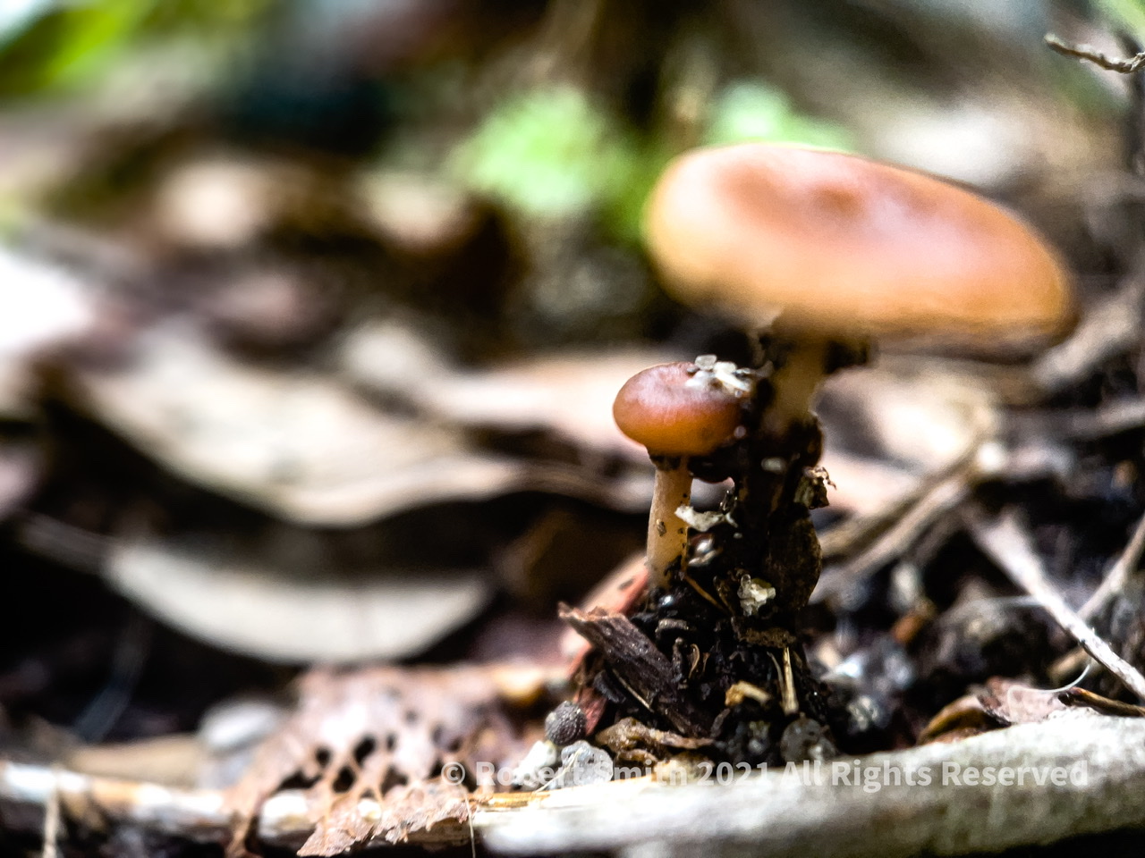 Toadstool Tuesday: Tiny Toadstools after the Rain #2