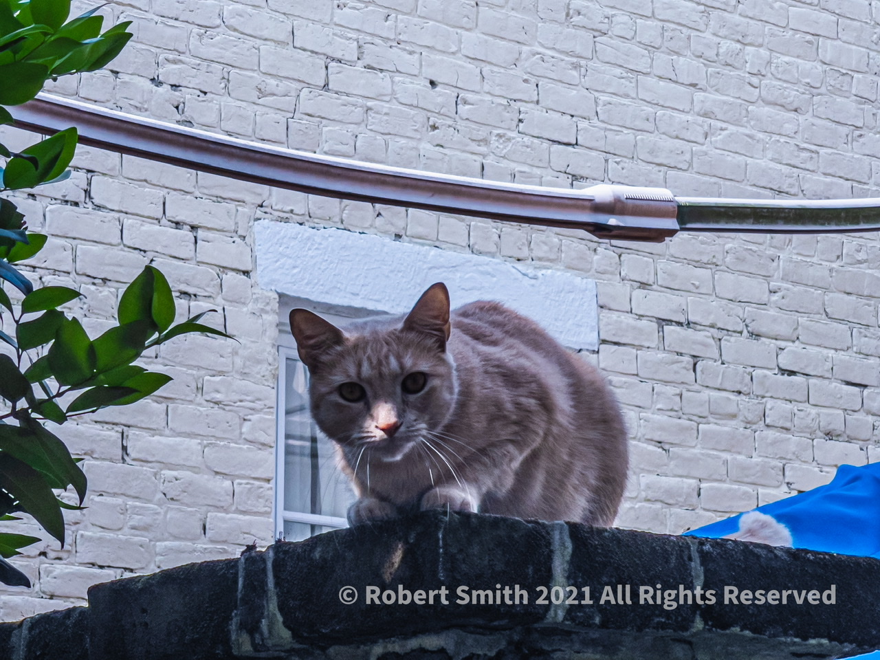 Sunday Snap Sep 12, 2021: Meeting a Cat on the Wall