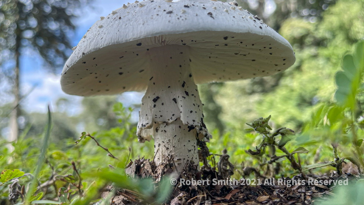 Toadstool Tuesday: In a Cemetery