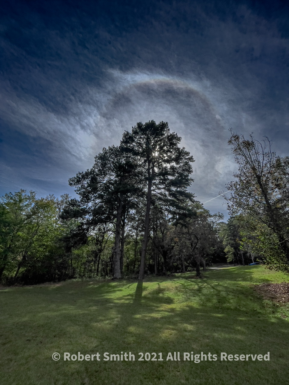 Wordless Wednesday: Pines at Hard Labor State Park