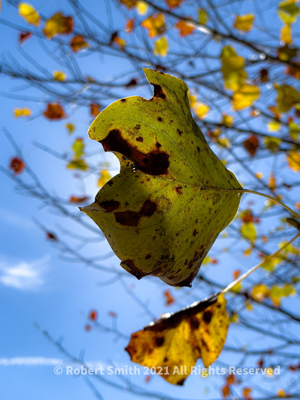 Wordless Wednesday: Changing of the Seasons, Fort Yargo State Park