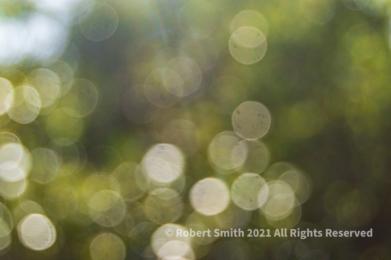 A Photo A Week Challenge: It’s Bokeh Baby